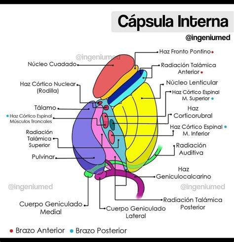 hva er capsula interna